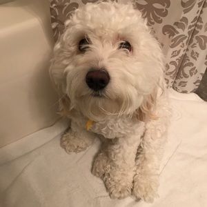 Meet your Posher, Marcus